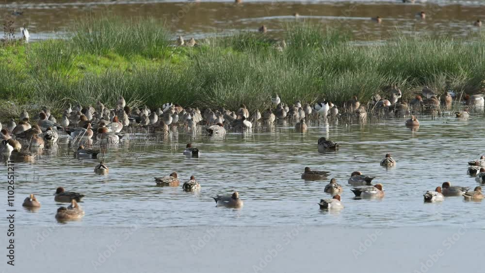 Mix of wading and water birds on winter marshes Mix of wading and water birds on winter marshes