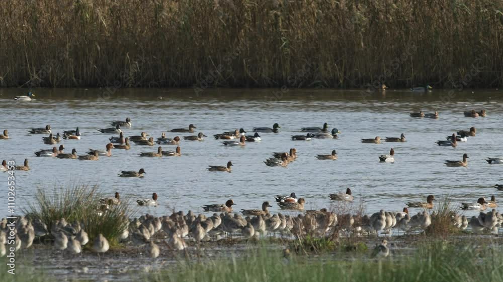 Mix of wading and water birds on winter marshes Mix of wading and water birds on winter marshes