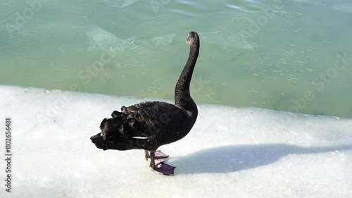 Black swans comb their feathers on the ice surface of Kunming Lake in Summer Palace, Beijing