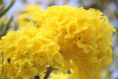 close up Tabebuya (Handroanthus chrysotrichus), Yellow Tabebuya or Golden Trumpet Tree in bloom photo