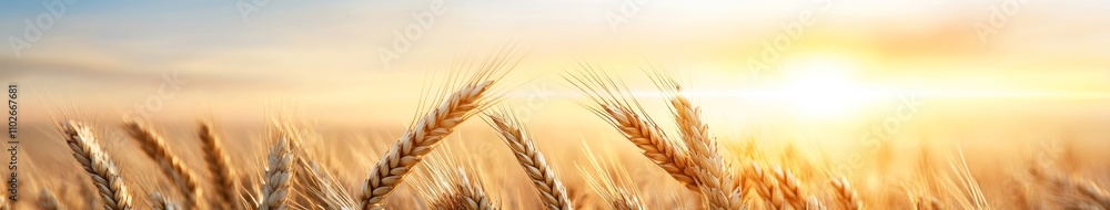 Sunset Over Golden Wheat Field in Rural Landscape Sunset Over Golden Wheat Field in Rural Landscape
