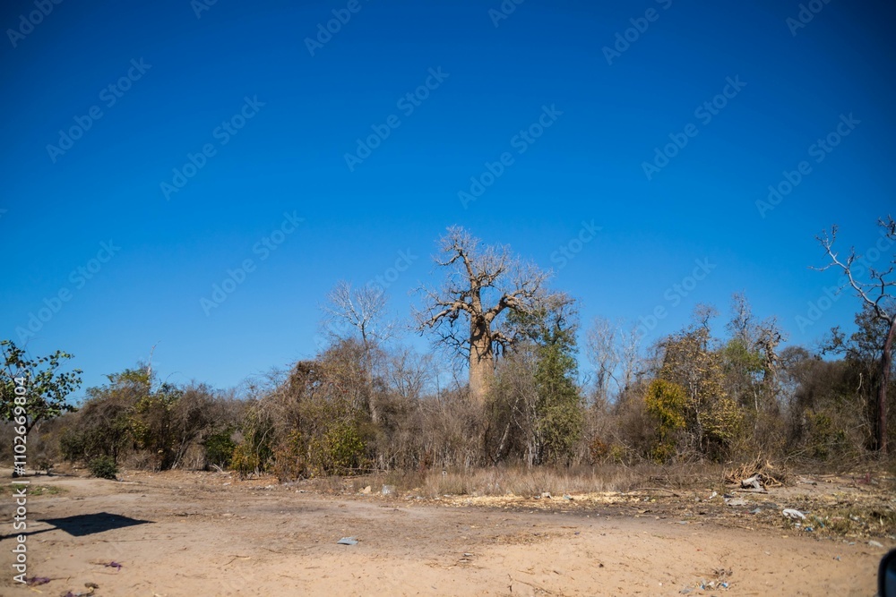 Dry Baobab Tree Dominating the African Savanna, Madagascar Dry Baobab Tree Dominating the African Savanna, Madagascar