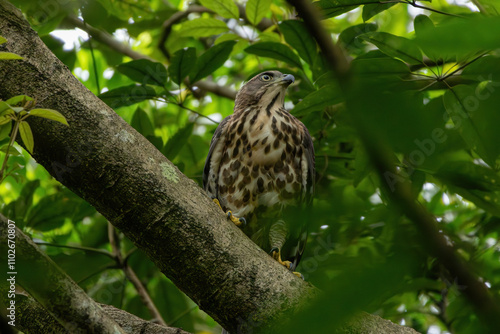 A crested goshawk, a medium-sized raptor, perched on a tree branch amidst lush green foliage. The goshawk has distinctive dark brown feathers with lighter bars and a prominent crest on its head.