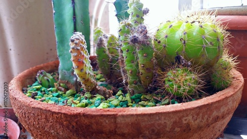 Hermosas plantas photo