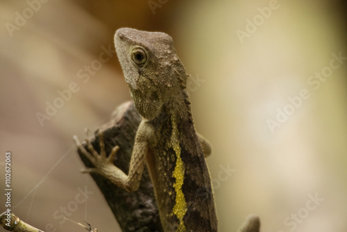 A Swinhoe's tree lizard, a small reptile species found in parts of Asia. The lizard has a distinctive rough, scaly skin in shades of brown and yellow, with a large eye. photo