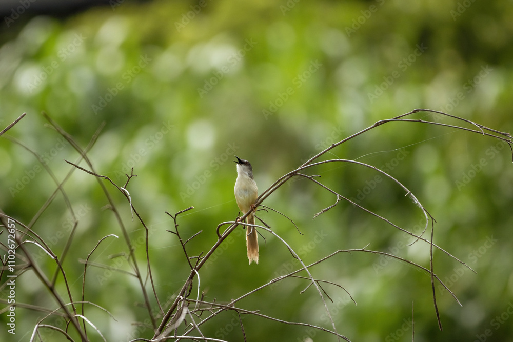 A yellow-bellied prinia, a small songbird species, perched on a branch amidst a lush, verdant backdrop. The prinia's plumage is a warm, earthy tone that blends seamlessly with the natural surroundings A yellow-bellied prinia, a small songbird species, perched on a branch amidst a lush, verdant backdrop. The prinia's plumage is a warm, earthy tone that blends seamlessly with the natural surroundings
