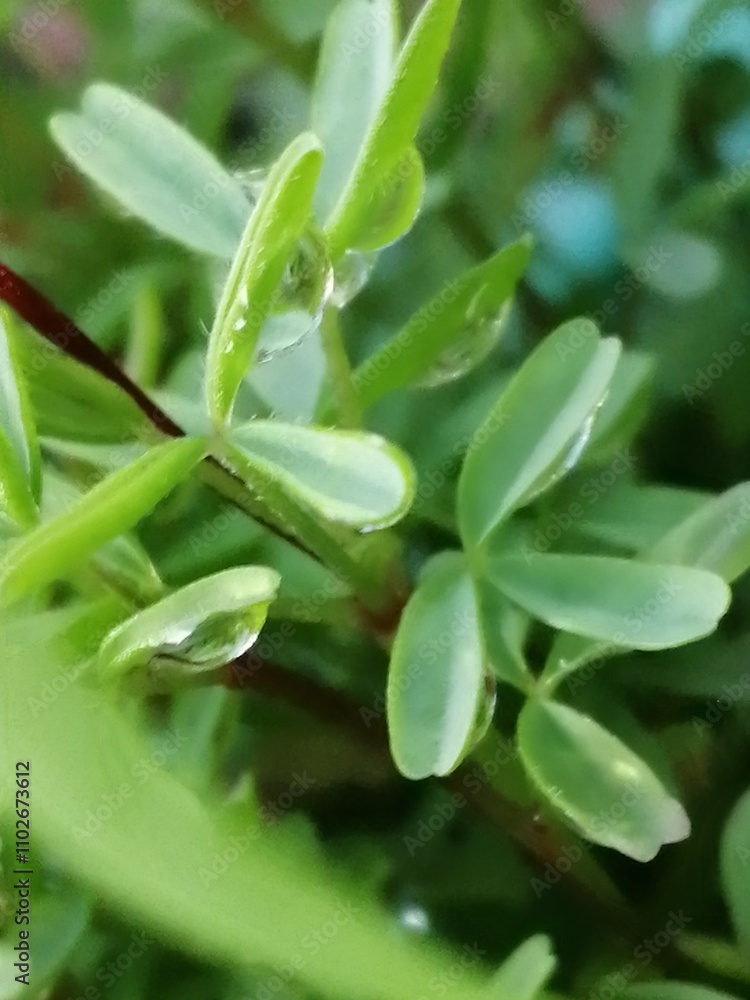 水玉 水玉