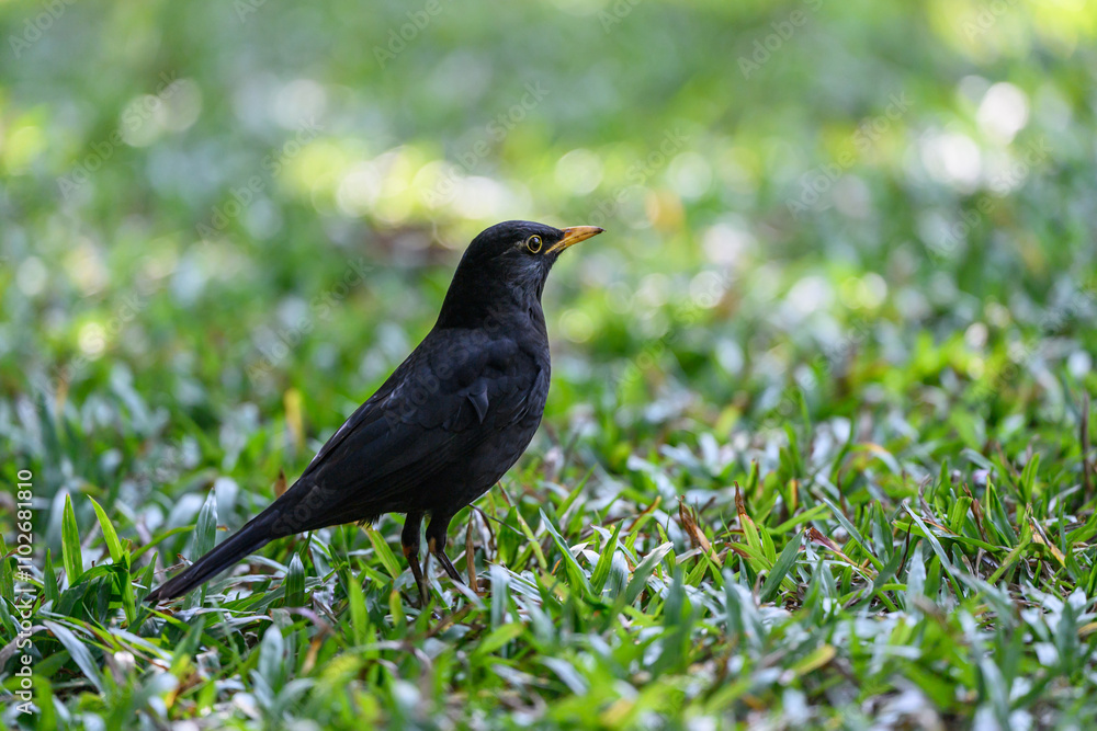 Black bird in the grass Black bird in the grass