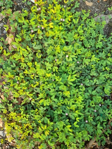 a lush green patch of Mimosa pudica plants, commonly known as "sensitive plant" or "touch-me-not." The fern-like leaves are vibrant, with shades of light and dark green. A few small pink-purple flower