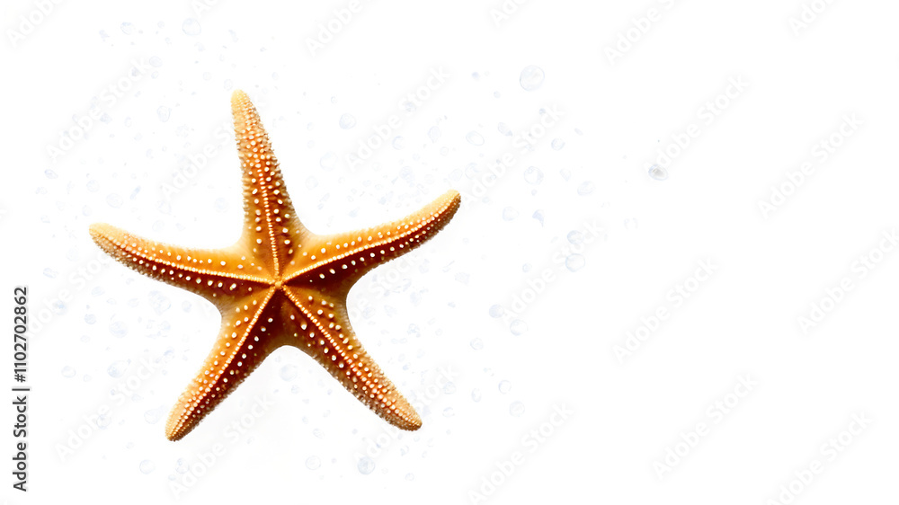 Starfish isolated on a clean PNG background, showcasing the detailed texture and natural beauty of a marine creature, ideal for beach-themed designs, ocean-inspired visuals, and educational materials Starfish isolated on a clean PNG background, showcasing the detailed texture and natural beauty of a marine creature, ideal for beach-themed designs, ocean-inspired visuals, and educational materials