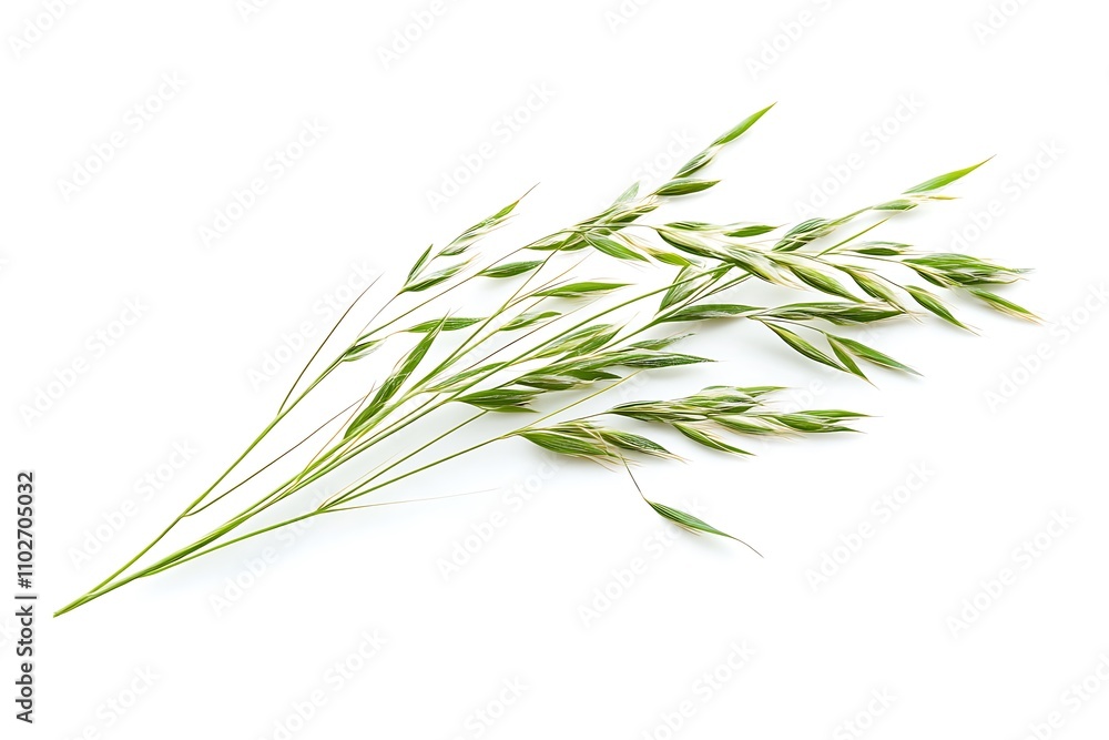 Grass leaves isolated on a white background, close up Grass leaves isolated on a white background, close up
