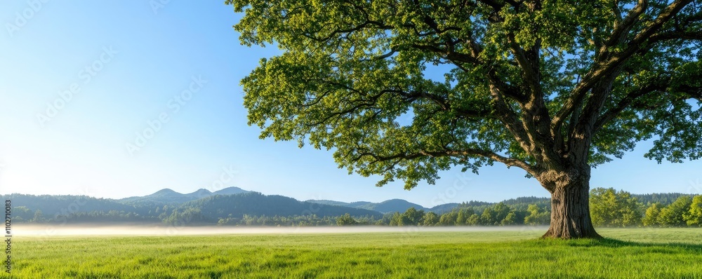 Lone tree on grassy field with mountains under clear blue sky, peaceful landscape. Lone tree on grassy field with mountains under clear blue sky, peaceful landscape.