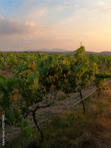 SEMBRADÍO DE VIÑEDO AL ATARDECER