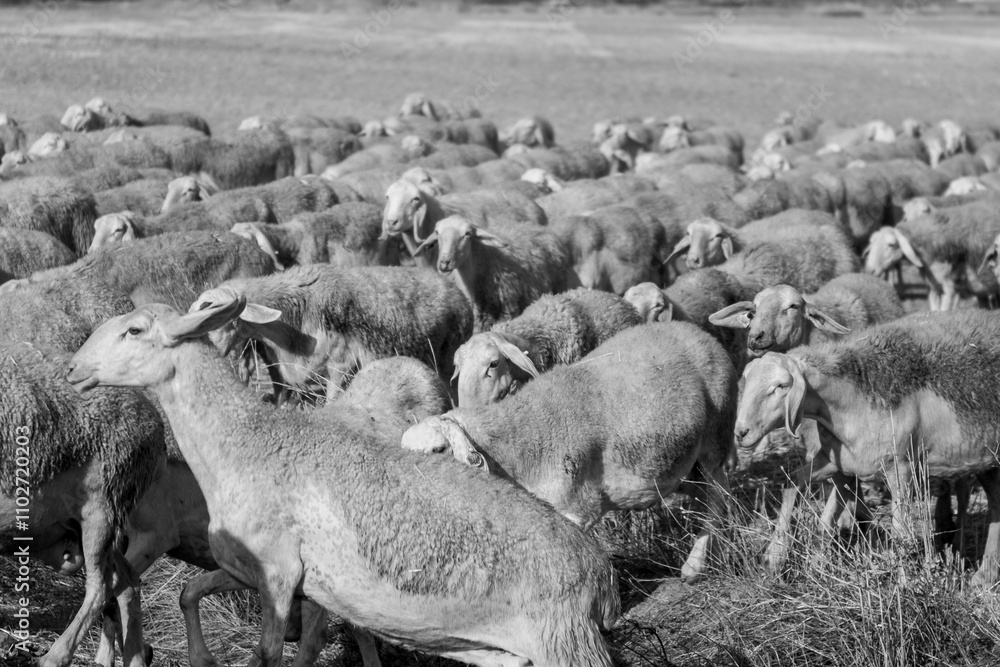 Flock of sheep in Castilla y Leon in autumn in the countryside.