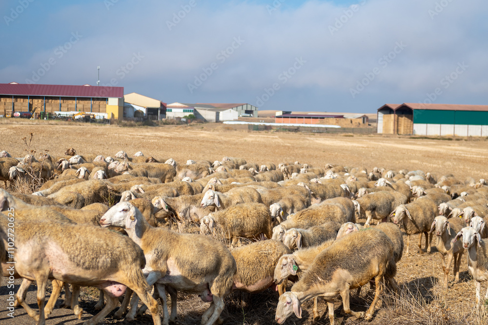 Flock of sheep in Castilla y Leon in autumn in the countryside.