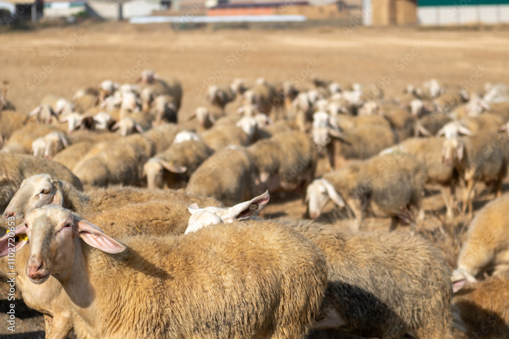 Flock of sheep in Castilla y Leon in autumn in the countryside.