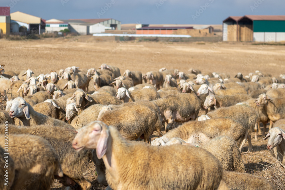 Flock of sheep in Castilla y Leon in autumn in the countryside.