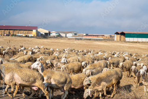 Obraz na płótnie Flock of sheep in Castilla y Leon in autumn in the countryside. w salonie