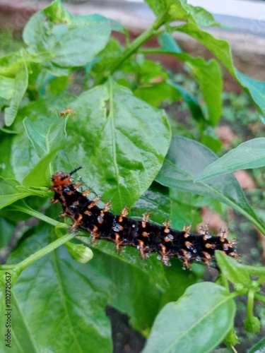 caterpillars on chili leaves.
Malacosoma americanum, Jacintha Eggfly caterpillars photo