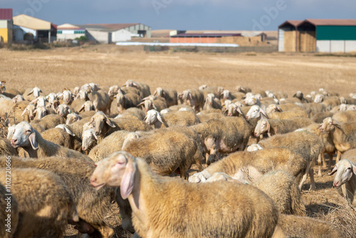 Obraz na płótnie Flock of sheep in Castilla y Leon in autumn in the countryside. w salonie