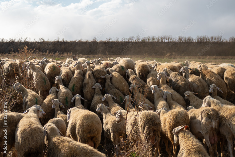 Flock of sheep in Castilla y Leon in autumn in the countryside.