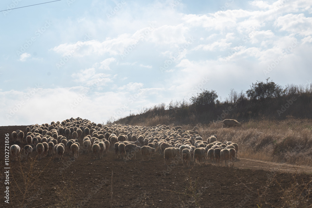 Flock of sheep in Castilla y Leon in autumn in the countryside.