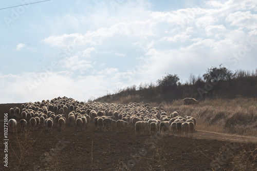 Obraz na płótnie Flock of sheep in Castilla y Leon in autumn in the countryside. w salonie
