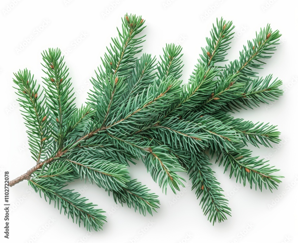 christmas branch isolated christmas branch isolated