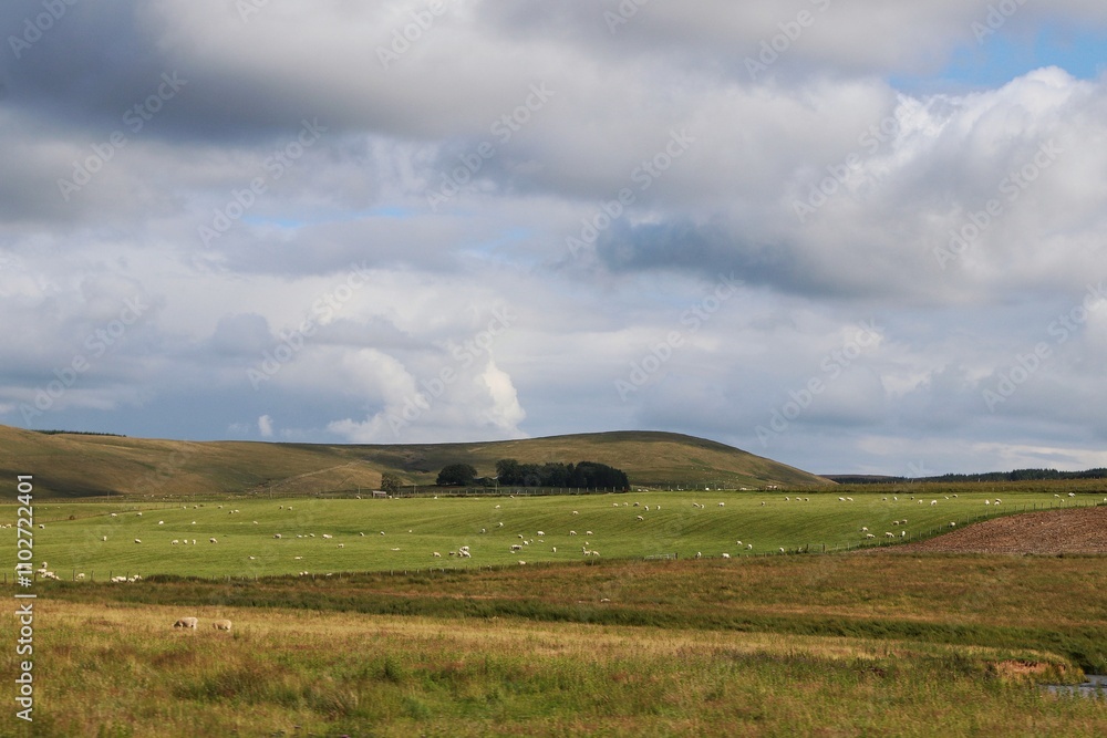 Sheep grazing in the English countryside Sheep grazing in the English countryside