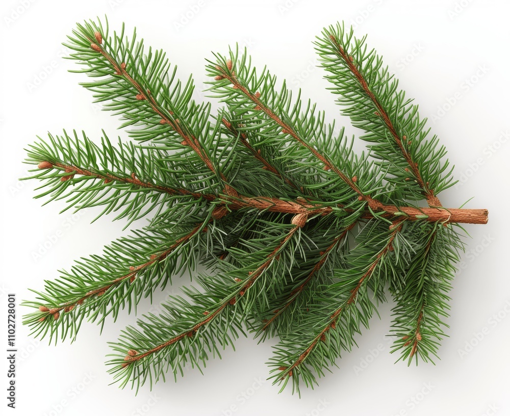 christmas tree branch with cones christmas tree branch with cones