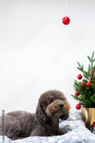 Adorable black Poodle dog excited when owner decorating Christmas tree for Christmas festival.