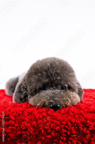 Adorable black Poodle dog sitting on red cloth on white background for Christmas holiday festival.