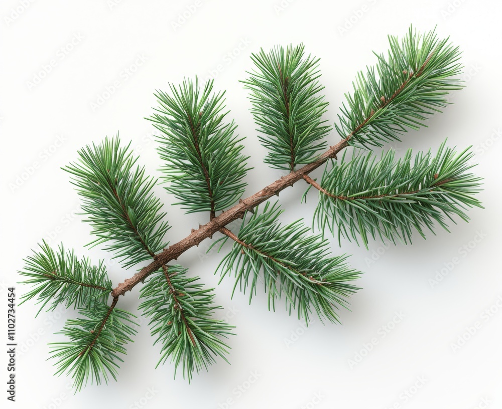 branches of a pine branches of a pine