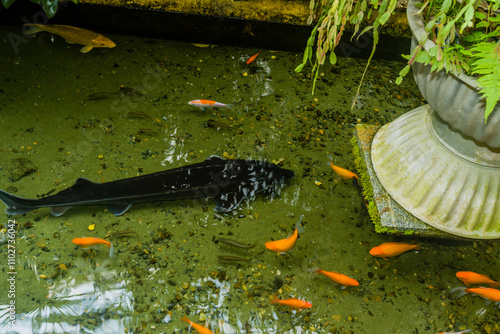 Large fresh water sturgeon swimming with carp and Koi in shallow indoor pond.