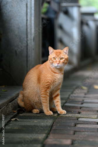 фотографія Orange tabby sitting outside on the floor