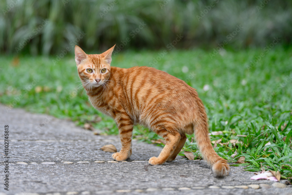 Orange tabby cat walking in the grass Orange tabby cat walking in the grass