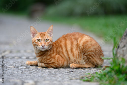 Fotografie Orange tabby cat lying on the ground in the garden