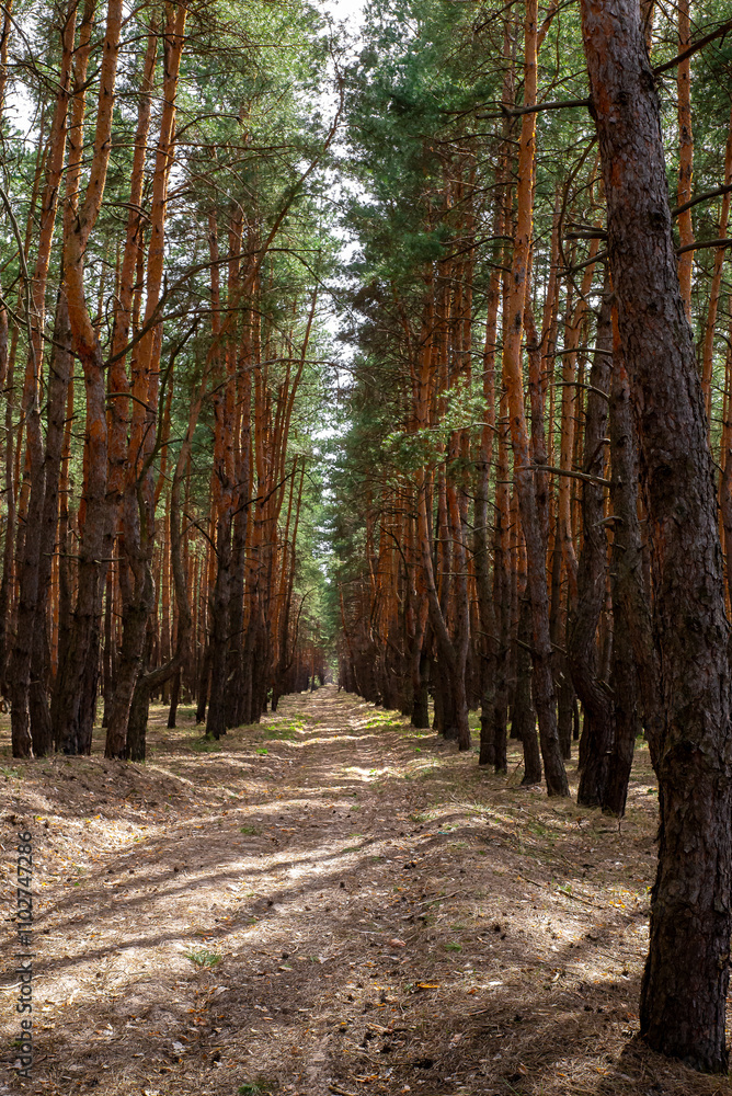 The forest road going deep. The forest road going deep.