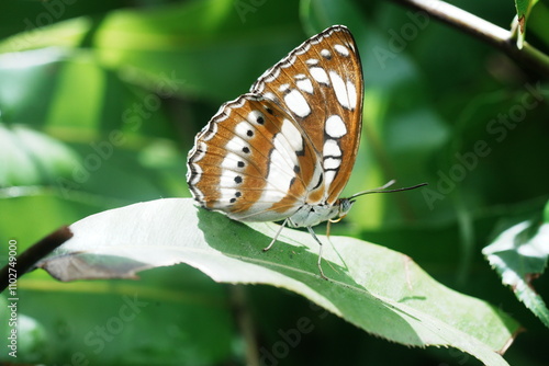 Athyma perius, the common sergeant, is a species of nymphalid butterfly found in South Asia and Southeast Asia. photo