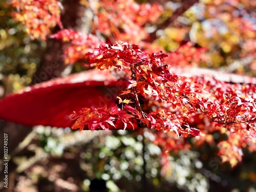 日本の紅葉 和傘