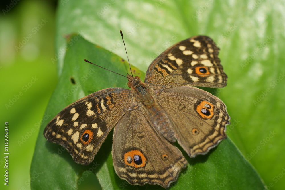The Junonia lemonias aenaria is a subspecies of the Lemon Pansy (Junonia lemonias), a butterfly in the family Nymphalidae. Known for its attractive wing patterns and adaptability The Junonia lemonias aenaria is a subspecies of the Lemon Pansy (Junonia lemonias), a butterfly in the family Nymphalidae. Known for its attractive wing patterns and adaptability