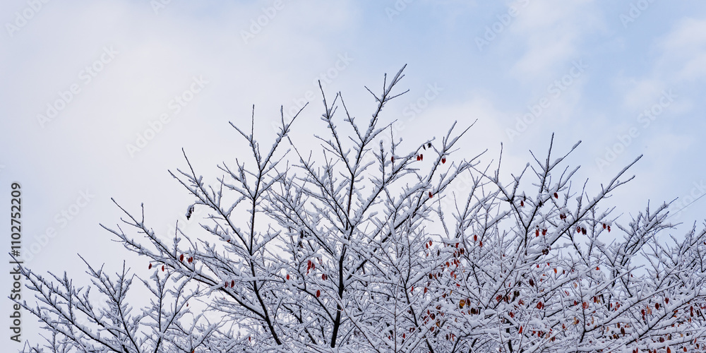 Snow is piled on bare trees whose leaves have fallen.