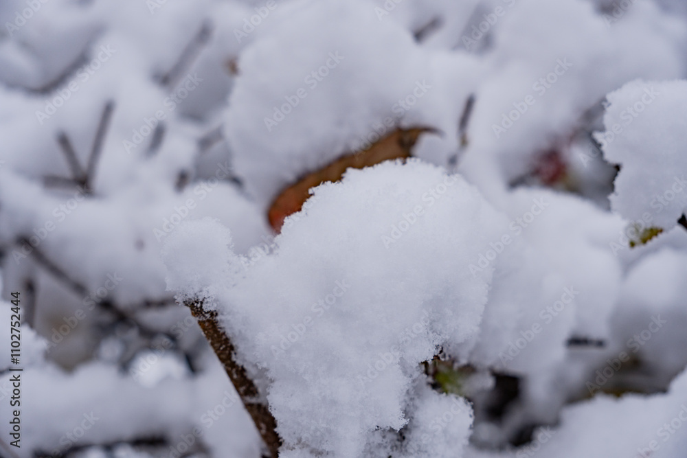 a lot of snow on the bare branches of the trees in winter. a lot of snow on the bare branches of the trees in winter.