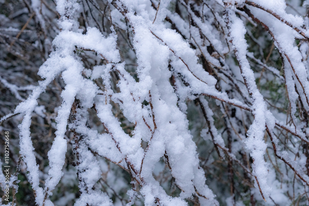 Snow piles up and clings to the bare branches of winter trees. Snow piles up and clings to the bare branches of winter trees.