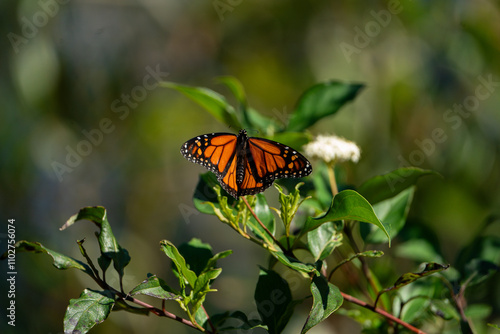 Картината върху платно Monarch butterfly resting on some flowers in the sun