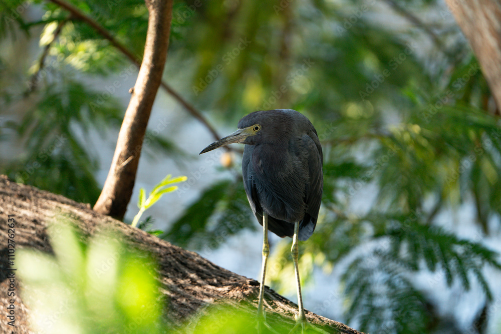 Little blue heron bird resting on a tree. Taken on a sunny day in Tampa Bay, Florida. Little blue heron bird resting on a tree. Taken on a sunny day in Tampa Bay, Florida.