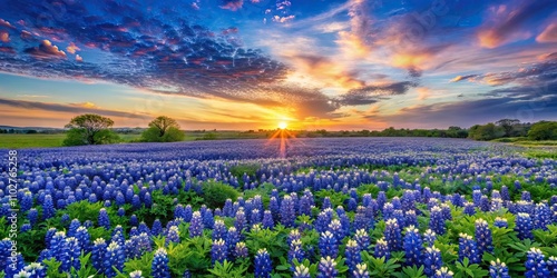 Panorama of a beautiful green field with bluebonnets flowers at soft sunset, bluebonnets, field, green, panorama, sunset