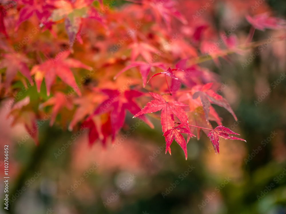 Autumn Autumn