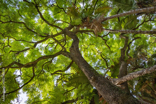 Fotografía Looking up into the lush urban tree canopy in downtown Lisbon Portugal where lus