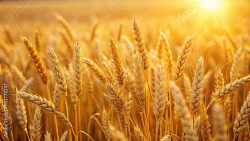 A close-up image of golden wheat field in the sunlight, agriculture, harvest, farming, food, growth, cereal, grain, crop, organic